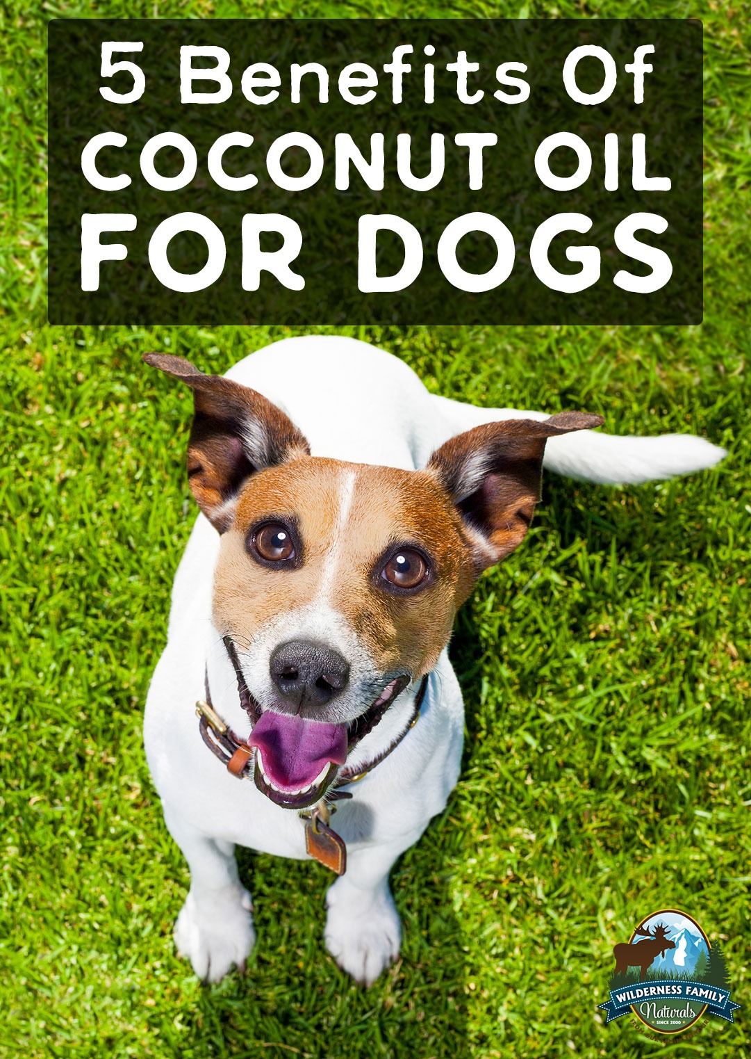 A joyful dog on grass with text 5 Benefits Of COCONUT OIL FOR DOGS and the Wilderness Family Naturals logo.