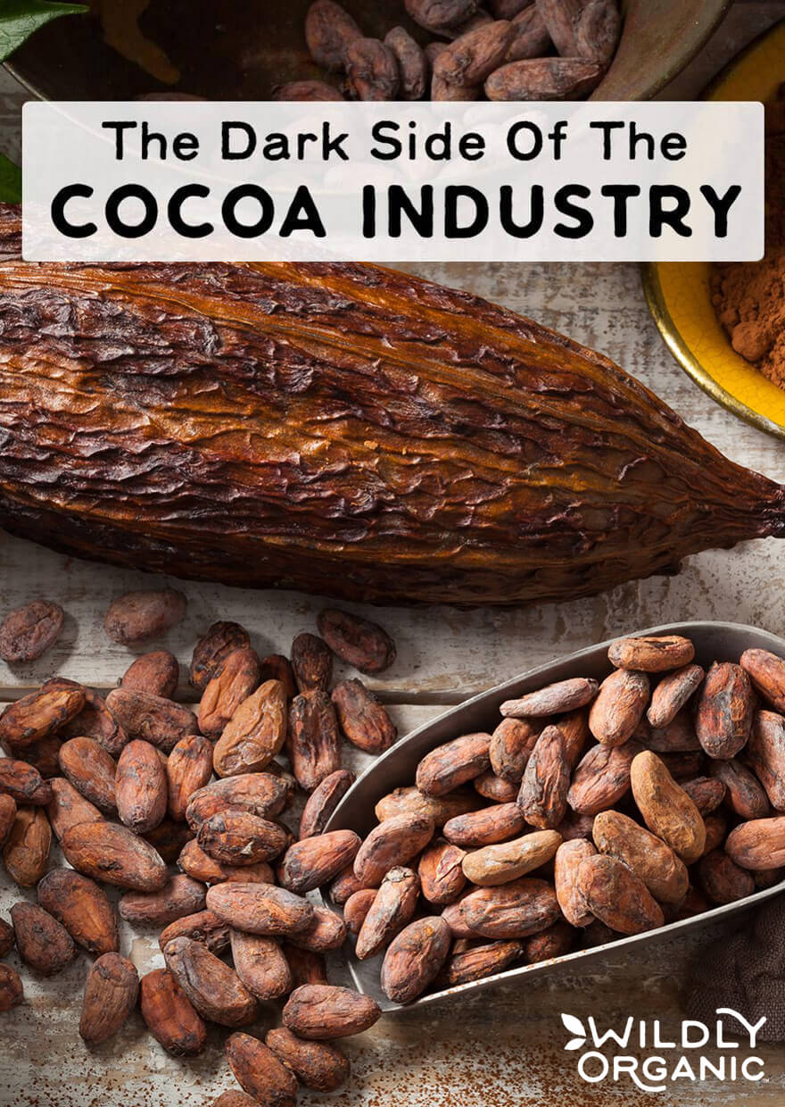 A large cacao pod and dried cacao beans in a metal spoon