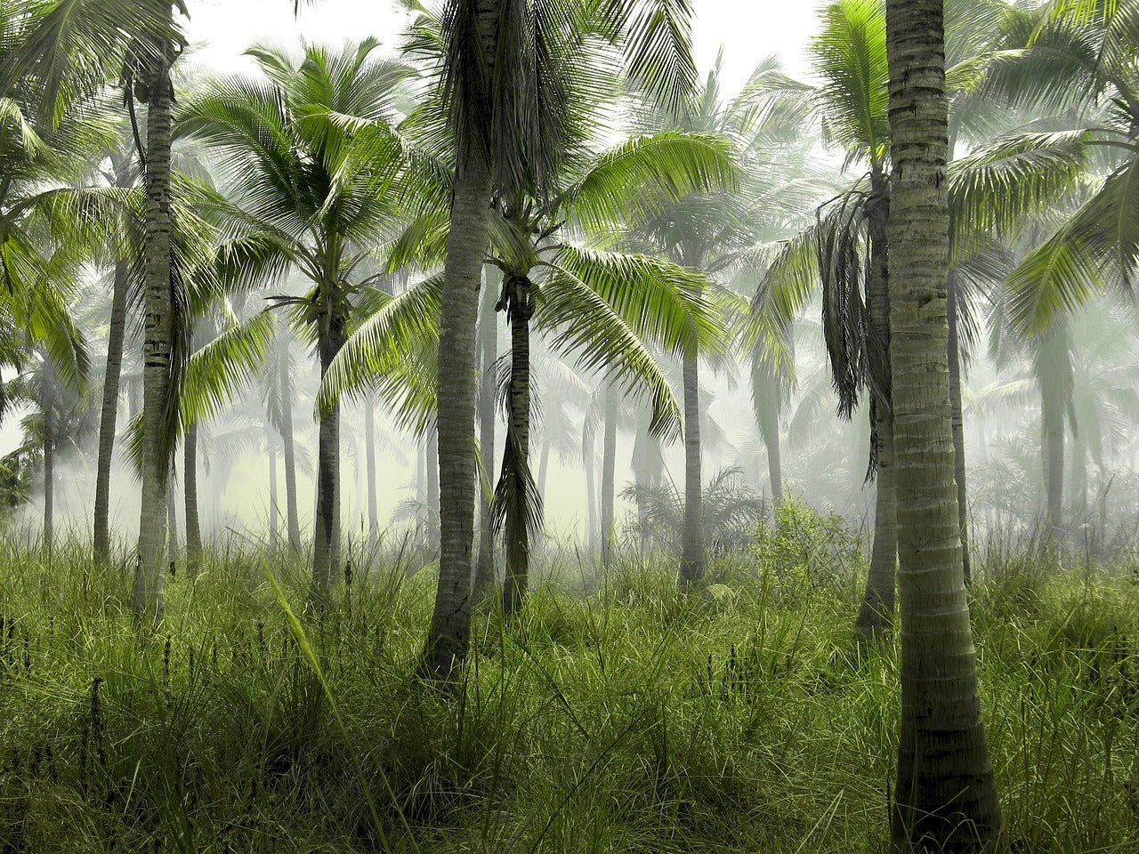 Coconut palms in a misty tropical forest with lush green undergrowth