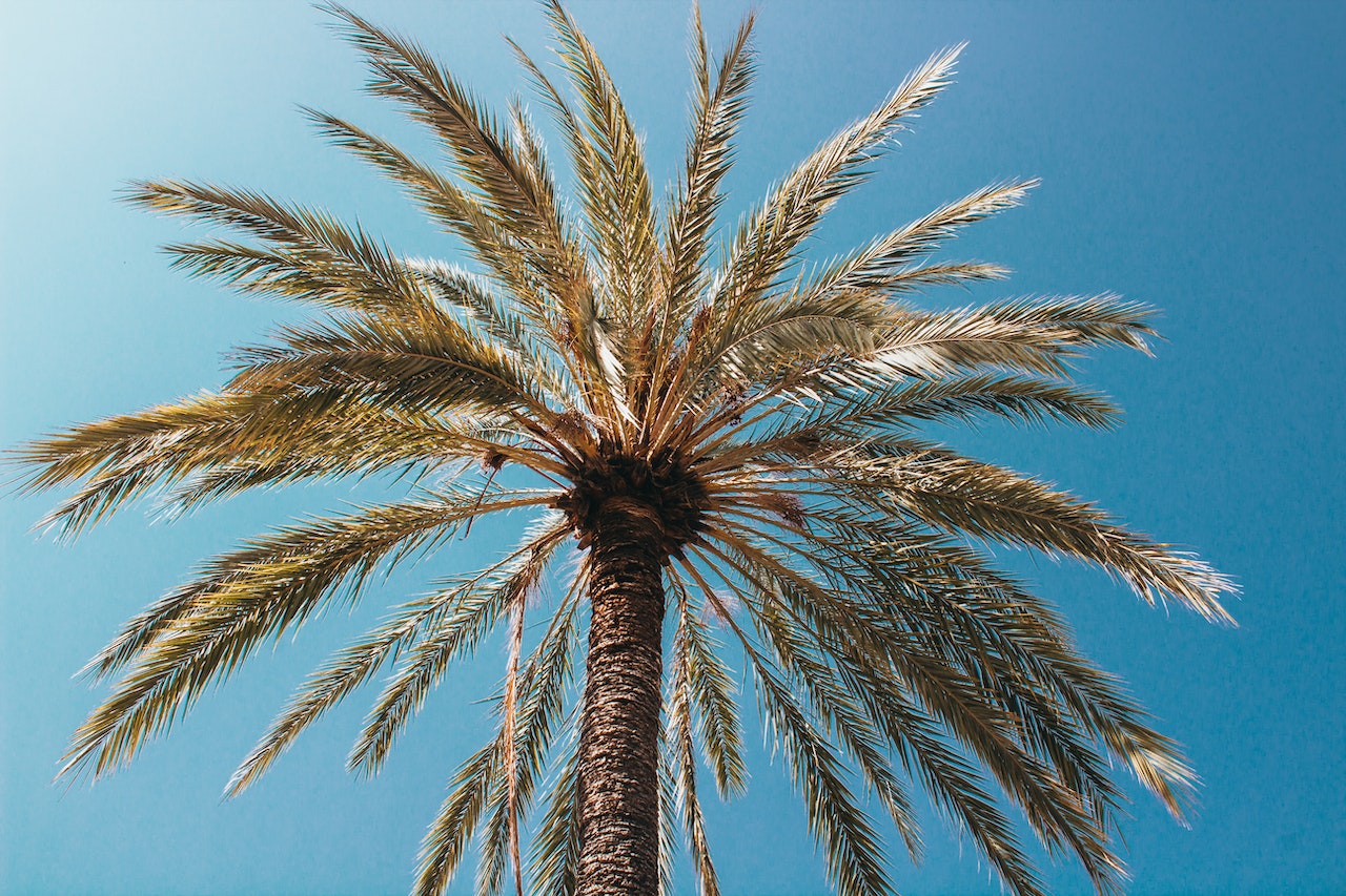 A palm tree viewed from below against a clear blue sky