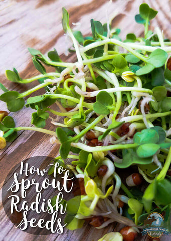 Freshly sprouted radish seeds on a wooden surface with text How to Sprout Radish Seeds