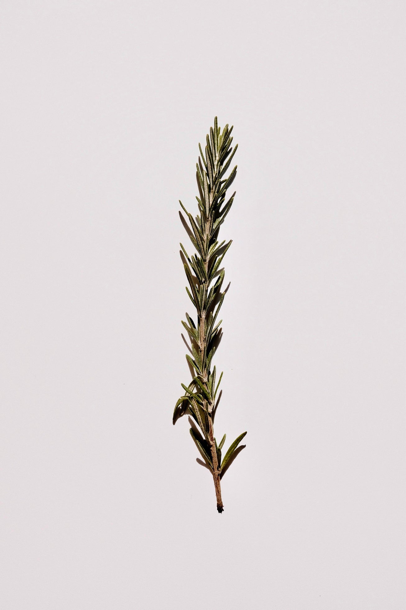 A close-up of a fresh rosemary sprig, captured on a light pink background.