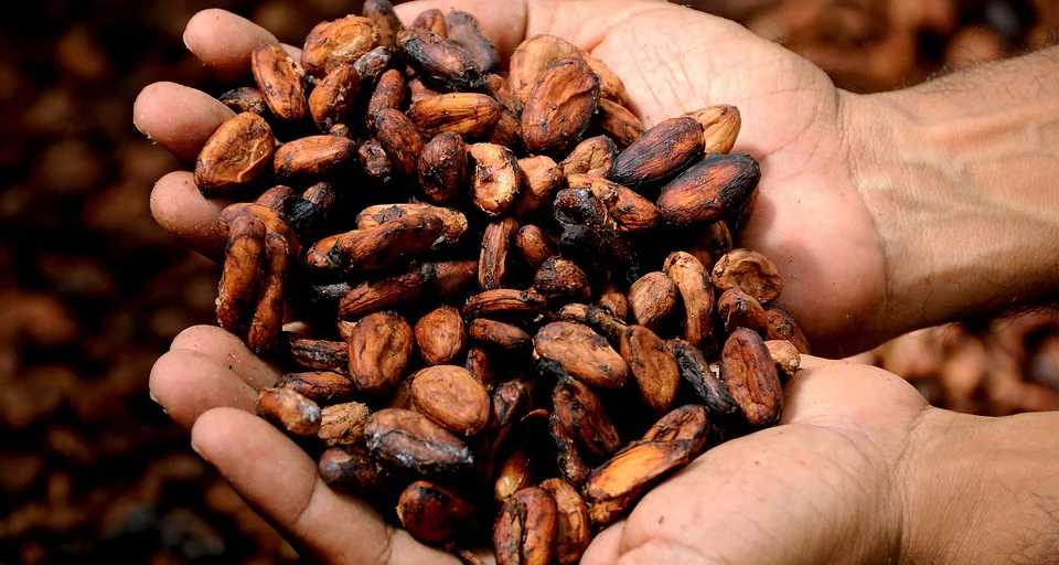Two open hands holding fermented cacao beans