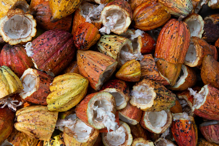A pile of halved cacao fruit pods